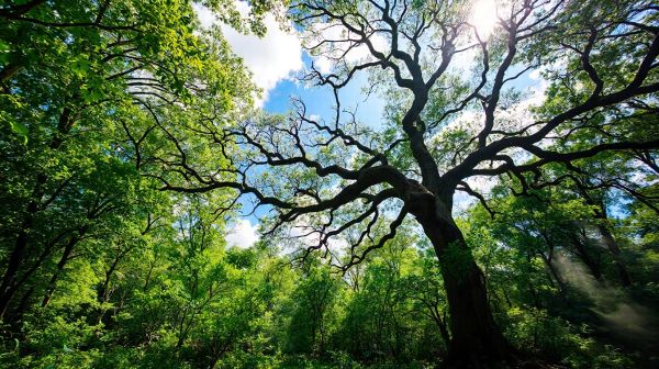 Top-rated tree surgical services in Aberdeen for quick assistance